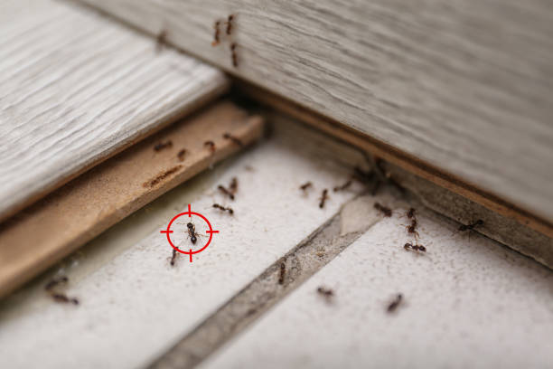 Best Pest Removal Services  in Penrose, CO