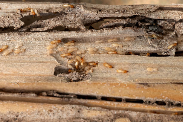 Best Pest Inspection Near Me  in Penrose, CO